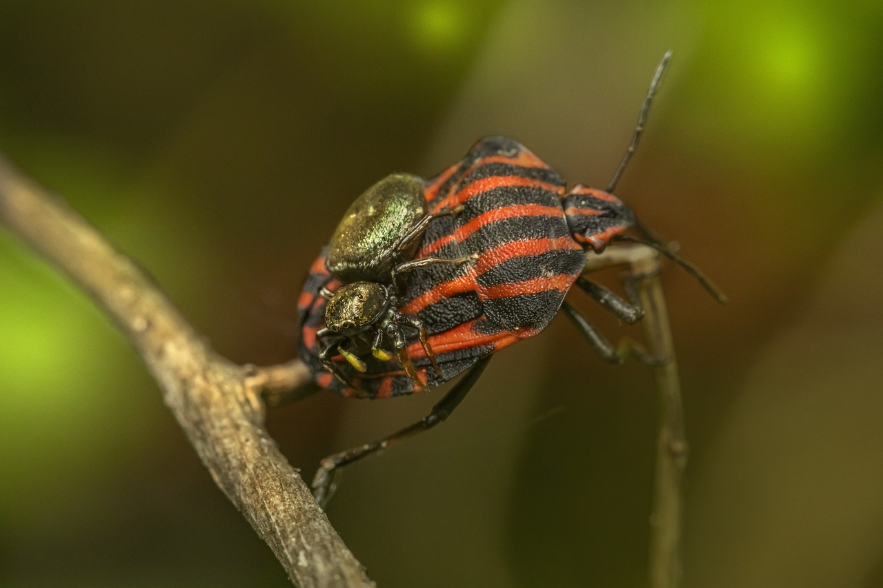 How to Make Your Own Organic Bug Spray